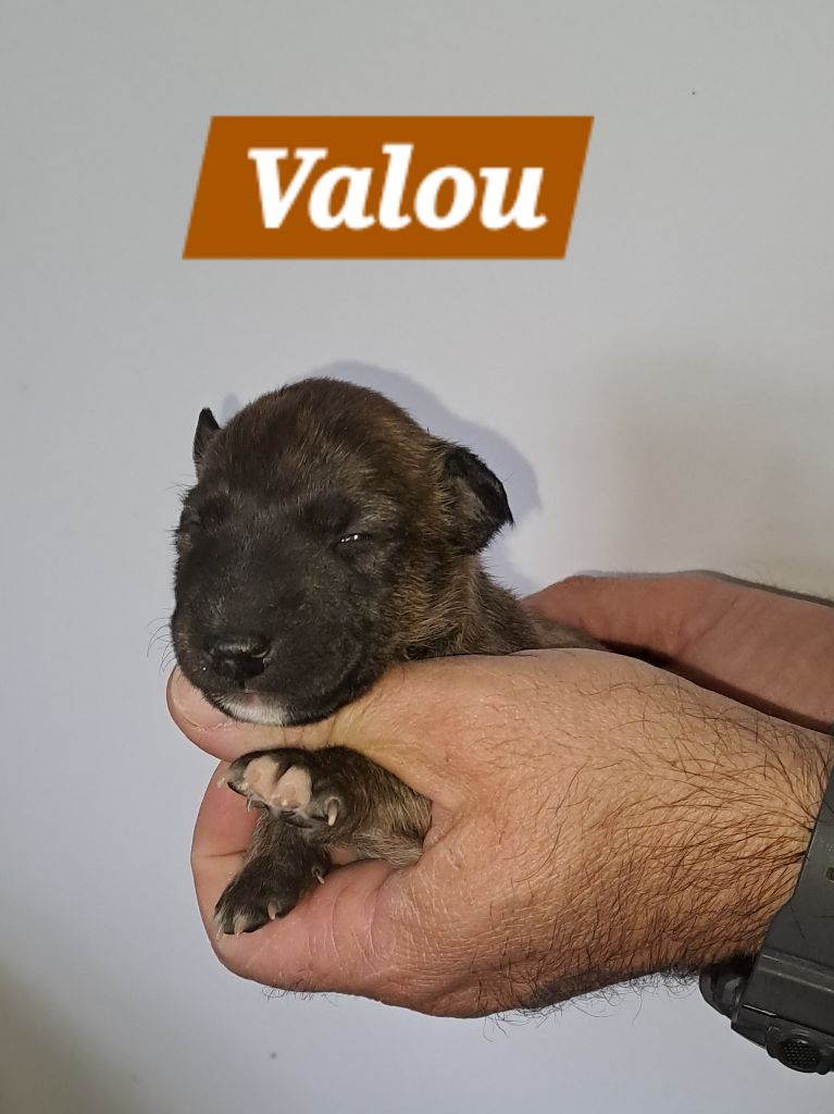 Valou - Bull Terrier Miniature