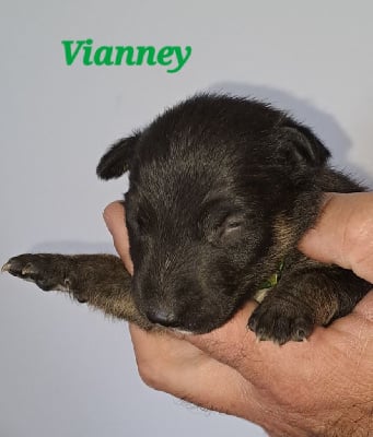 Vianney - Bull Terrier Miniature