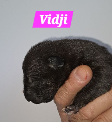 Vidji - Bull Terrier Miniature