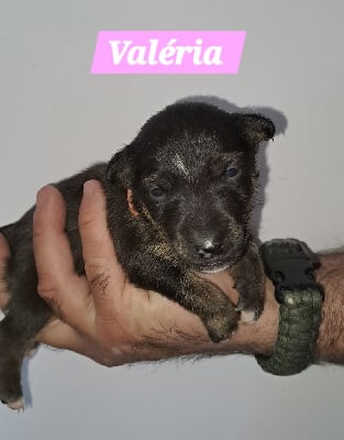 Valéria - Bull Terrier Miniature