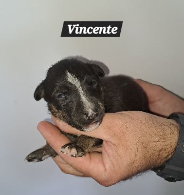 Vincente - Bull Terrier Miniature