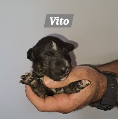 Vito - Bull Terrier Miniature