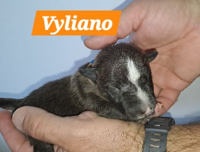 Vyliano - Bull Terrier Miniature