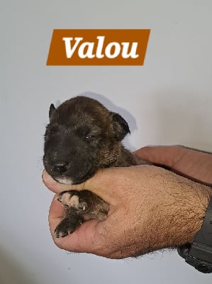 Valou - Bull Terrier Miniature
