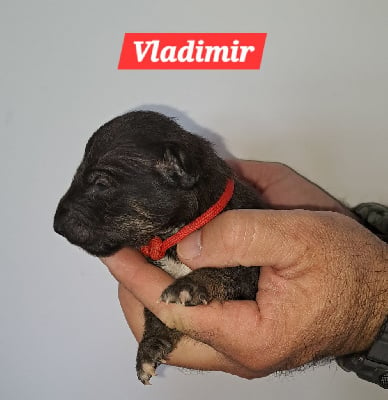 Vladimir - Bull Terrier Miniature