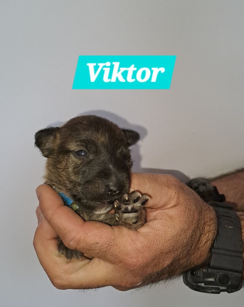 Viktor - Bull Terrier Miniature