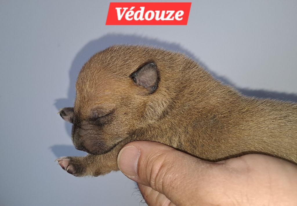 Védouze - Bull Terrier Miniature