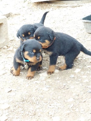 Les chiots de Rottweiler