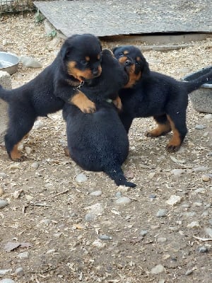 Les chiots de Rottweiler