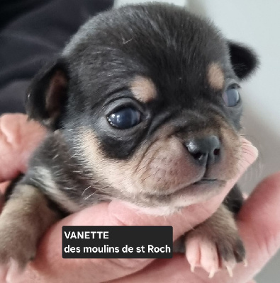 Vanette - Chihuahua