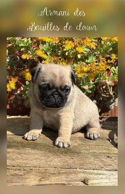 Les chiots de Carlin