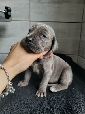 Les chiots de Dogue allemand