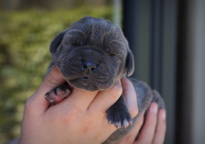 Les chiots de Dogue allemand