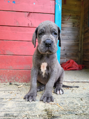 Les chiots de Dogue allemand
