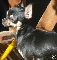 Étalon Chihuahua - Hangel (Sans Affixe)