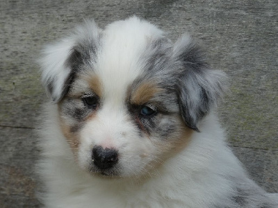 Les chiots de Berger Australien