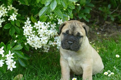 Les chiots de Bullmastiff