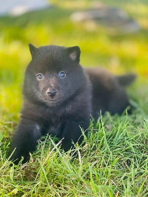 Les chiots de Schipperke