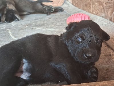 Les chiots de Berger hollandais