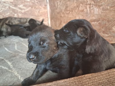 Les chiots de Berger hollandais