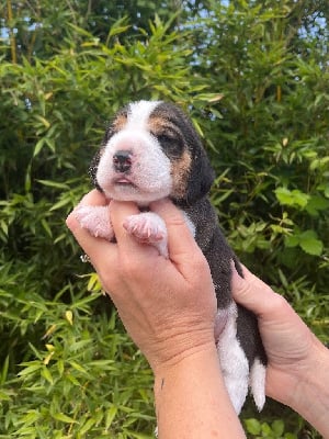 Les chiots de Beagle