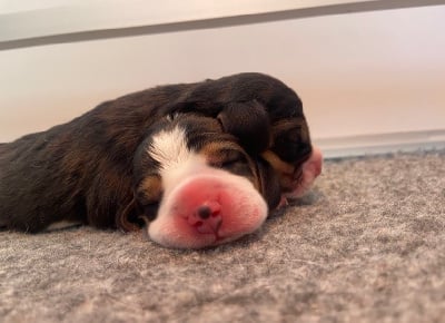 Les chiots de Beagle