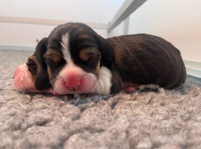 Beagle