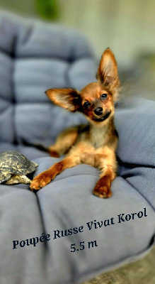 Les chiots de Russkiy Toy (Petit Chien Russe)