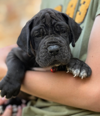 Les chiots de Dogue allemand