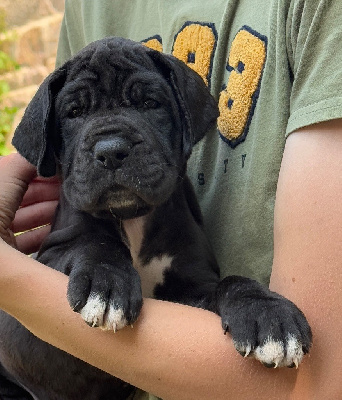 Les chiots de Dogue allemand