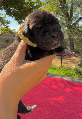 Les chiots de Dogue allemand