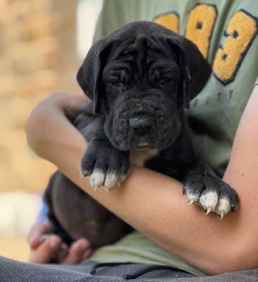 Les chiots de Dogue allemand