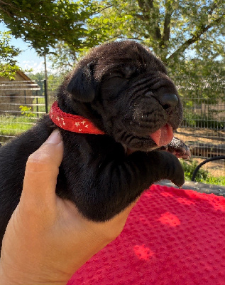 Les chiots de Dogue allemand