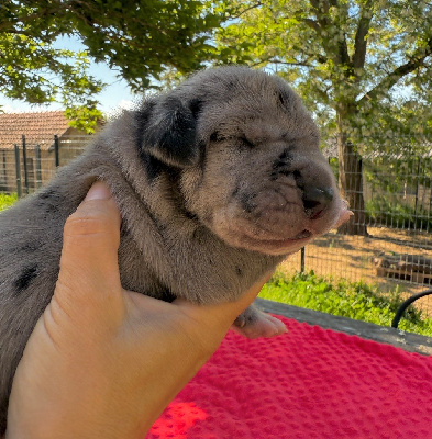 Les chiots de Dogue allemand