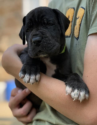 Les chiots de Dogue allemand