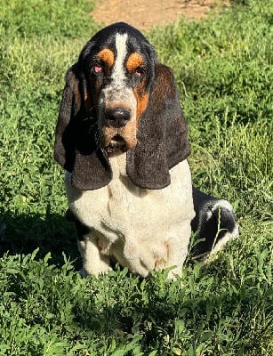 Les chiots de Basset Hound