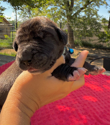 Les chiots de Dogue allemand