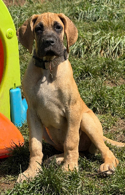 Les chiots de Dogue allemand