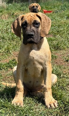 Les chiots de Dogue allemand