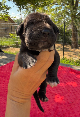 Les chiots de Dogue allemand