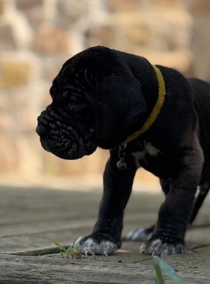 Les chiots de Dogue allemand
