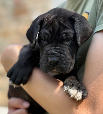 Les chiots de Dogue allemand