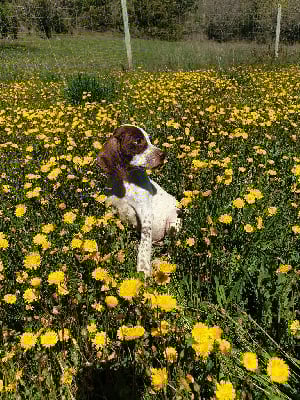 Les chiots de Braque français, type Pyrenees (petite taille)