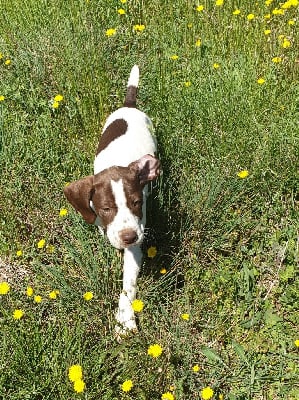 Les chiots de Braque français, type Pyrenees (petite taille)