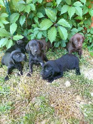 Les chiots de Braque allemand à poil court