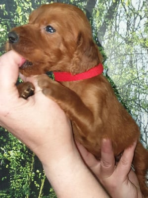 Les chiots de Setter irlandais rouge