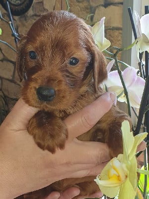 Les chiots de Setter irlandais rouge