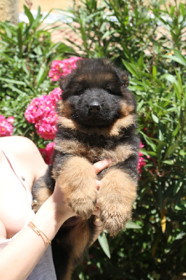 Les chiots de Berger Allemand Poil Long