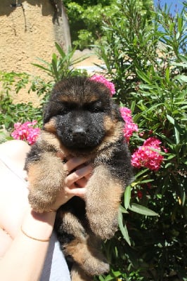 Les chiots de Berger Allemand Poil Long