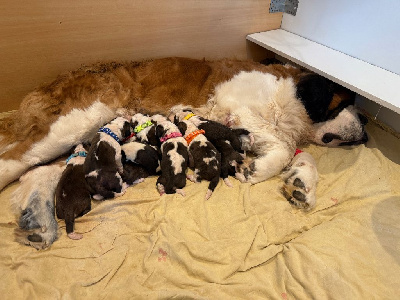 Les chiots de Chien du Saint-Bernard